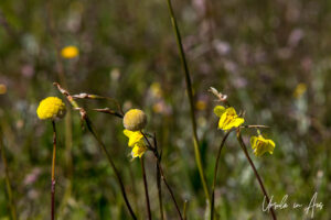 Highland golden moths in bloom, Adaminaby Golf Course, NSW Australia