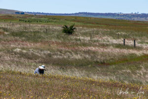 A women on the Adaminaby Golf Course, NSW Australia