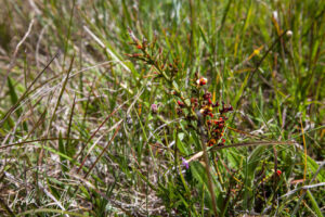 Gorse bitter-pea in the grass, Adaminaby Golf Course, NSW Australia