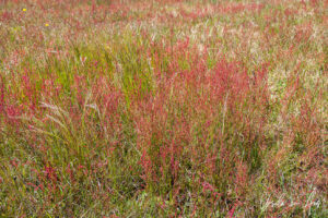 Sheep sorrel in the grass, Adaminaby Golf Course, NSW Australia