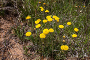 Monaro golden daisy in bloom, Adaminaby NSW Australia