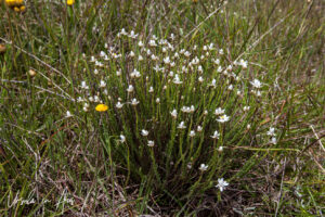 Chamomile sunrays in bloom, Adaminaby NSW Australia