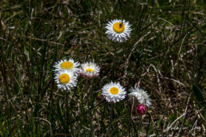 White hoary sunray in bloom, Top Hut TSS NSW Australia