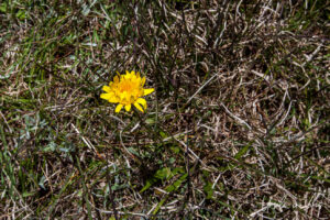 Murnong yam daisy in bloom, Top Hut TSS NSW Australia