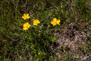 Buttercups in bloom, Top Hut TSS NSW Australia