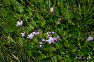 Rosetted cranesbill in bloom, Top Hut TSS NSW Australia