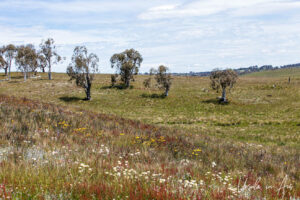 Weeping Snow Gums on a hillside, Adaminaby, NSW Australia