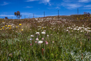 Sunrays and Billy Buttons in bloom, Top Hut TSS NSW Australia