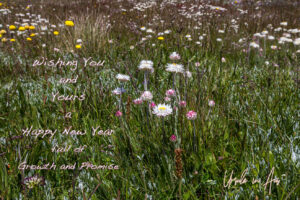 Hoary sunrays in bloom, Top Hut TSS NSW Australia. Text: Happy New Year