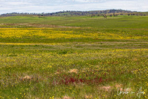 Top Hut Travelling Stock Reserve in bloom, Adaminaby NSW Australia