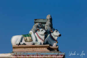 Two blue bulls on a rooftop, Kapaleeshwarar Temple, Chennai, Tamil Nadu India