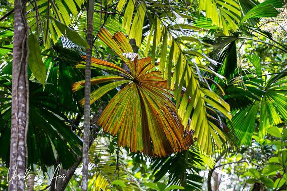 Tropical Rainforest Magic: The Daintree (#1), Queensland Australia   Ursula's Weekly Wanders