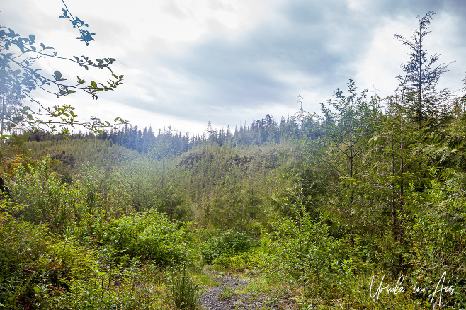 Mist in the forest, Fort Rupert Trail, BC Canada