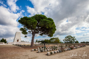A single pine at the Lone Pine Memorial, Gallipoli Turkey