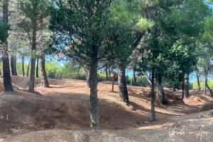 Pines in the trenches on Gallipoli, Turkey