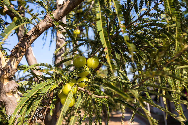 Green fruit on a desert tree, Pushkar Desert Camp, India