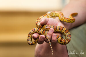 Yellow corn snake in a man's hand, Adelaide Zoo, Australia
