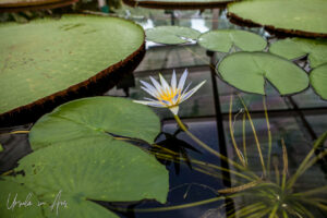 Pale lily in the Lily House, Adelaide Zoo, Australia