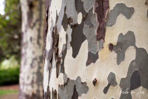 Close up of spotted park on a gum tree, Adelaide Zoo, Australia