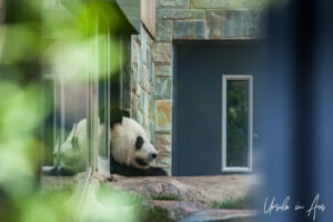A giant panda, Adelaide Zoo, Australia