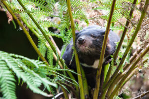 Tasmanian devil, Adelaide Zoo, Australia