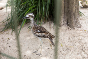 Bush Thick Knee, Adelaide Zoo, Australia