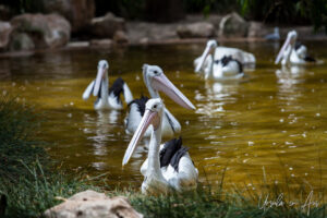 Pelicans on a pond, Adelaide Zoo, Australia