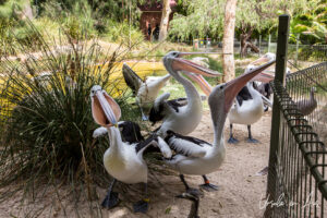Pelicans in an enclosure, Adelaide Zoo, Australia