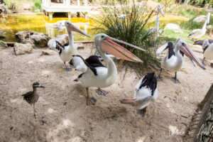 Pelicans in an enclosure, Adelaide Zoo, Australia