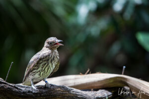 Little wattlebird, Adelaide Zoo, Australia