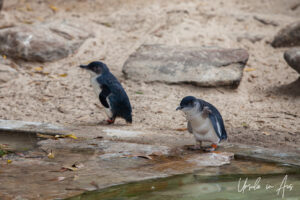 Two little penguins, Adelaide Zoo, Australia