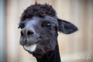 Portrait: a black alpaca, Adelaide Zoo, Australia
