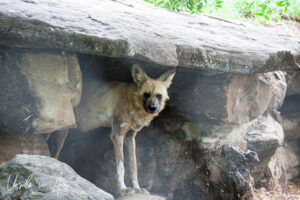 African wild dog, Adelaide Zoo, Australia
