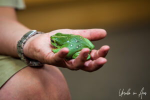 Green frog in a man's hand, Adelaide Zoo, Australia