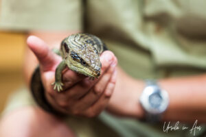 Blue-tongued skink in a man's hand, Adelaide Zoo, Australia