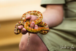 Yellow corn snake in a man's hand, Adelaide Zoo, Australia