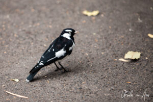 Magpie-lark, Adelaide Zoo, Australia