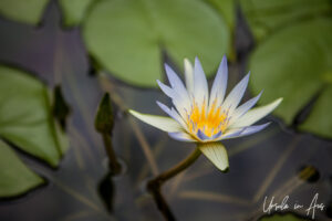 Pale lily in the Lily House, Adelaide Zoo, Australia