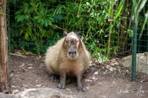 Capybara, Adelaide Zoo, Australia