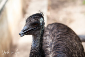 Emu portrait, Adelaide Zoo, Australia
