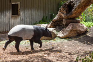 Malayan tapir, Adelaide Zoo, Australia