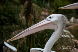 A pelican in profile, Adelaide Zoo, Australia