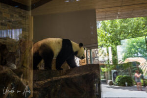 A giant panda, Adelaide Zoo, Australia