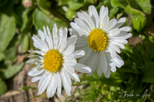 Lawn daisies, Vancouver BC Canada