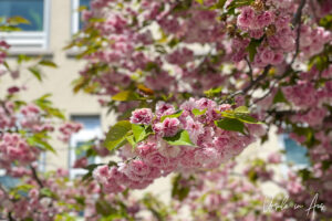Cherry blossoms, Vancouver BC Canada