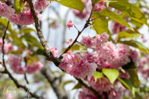 Cherry blossoms, Vancouver BC Canada