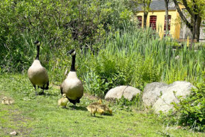 Canada geese and goslings, Vancouver BC Canada