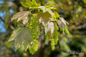 New maple leaves and flowers, Vancouver BC Canada