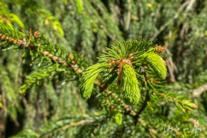 New conifer buds, Vancouver BC Canada