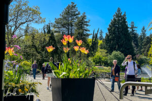 A pot of tulips, VanDusen Gardens, Vancouver BC Canada.